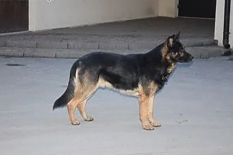 Milo- tylko 20 dni na znalezienie domu!,  pomorski