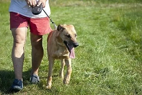 Piękny PLATON stróżujący do adopcji :),  mazowieck