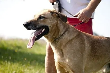 Piękny PLATON stróżujący do adopcji :),  mazowieck