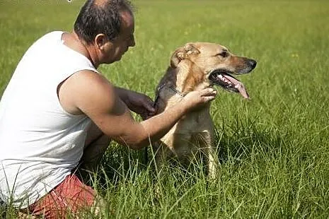 Piękny PLATON stróżujący do adopcji :),  mazowieck