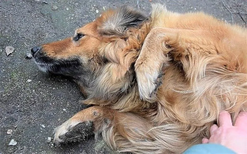 NALA puchata wdzięczna sunia czeka na dom, wielkopolskie Poznań, Wielkopolskie, Poznań