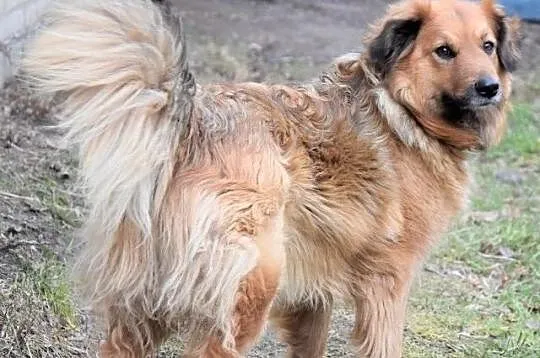 NALA puchata wdzięczna sunia czeka na dom,  wielkopolskie Poznań, Wielkopolskie, Poznań