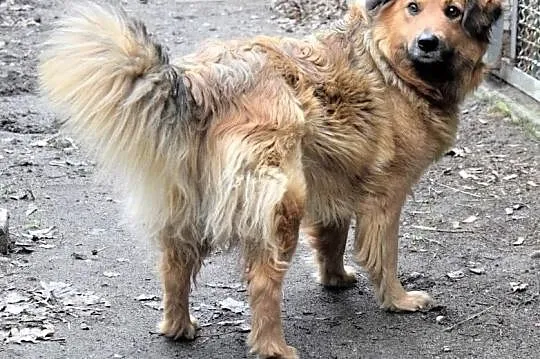NALA puchata wdzięczna sunia czeka na dom,  wielkopolskie Poznań, Wielkopolskie, Poznań