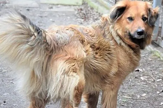NALA puchata wdzięczna sunia czeka na dom,  wielkopolskie Poznań, Wielkopolskie, Poznań