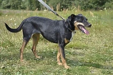 Iskierka prosi o pomoc - już od 6 lat błaga o miło