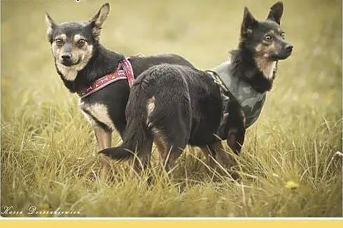 Wspólny dom,dwie suczki chihuahua,małe,łagodne,spo