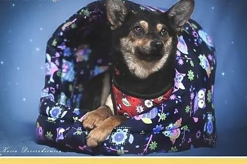 Wspólny dom,dwie suczki chihuahua,małe,łagodne,spo
