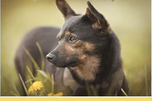 Wspólny dom,dwie suczki chihuahua,małe,łagodne,spo