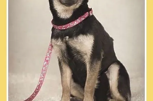 Wspólny dom,dwie suczki chihuahua,małe,łagodne,spo
