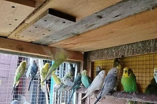 Papugi faliste sprzedam