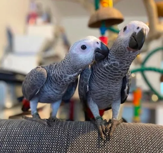 Sprzedam urocze papugi różnych gatunków. Dostępne osobniki dorosłe, pisklęta i jajka.