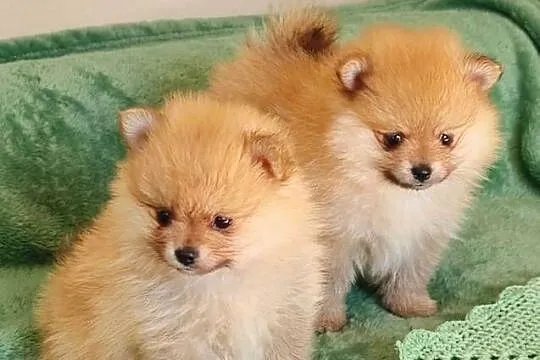 Szpic miniaturowy Pomeranian
