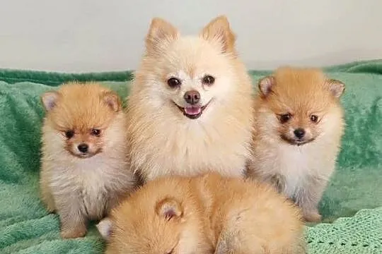 Szpic miniaturowy Pomeranian, Wielkopolskie, Śrem