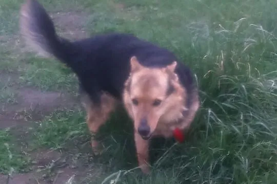 Kubuś, komu, komu, uśmiech psiaczka?