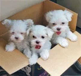 Maltańczyki do adopcji Urocze, białe maltańczyki do adopcji e-mail: {{monikabroza829@gmail.com}}