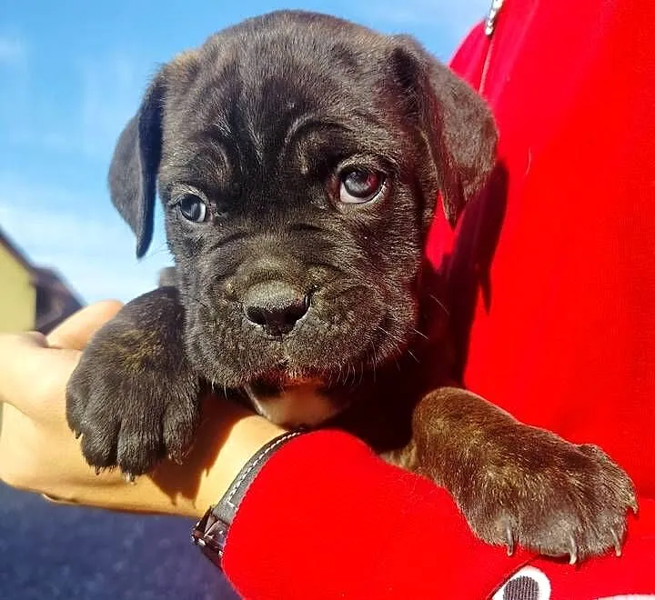 Cane Corso pręgowane gotowe do odbioru, Małopolskie, Tarnów