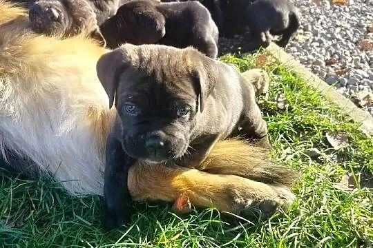 Cane Corso pręgowane gotowe do odbioru, Małopolskie, Tarnów