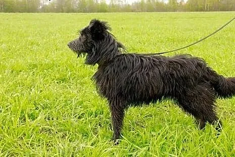 Klara psiak w typie sznaucerka potrzebuję kochając
