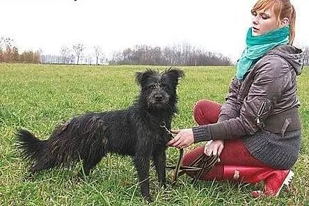 Klara psiak w typie sznaucerka potrzebuję kochając