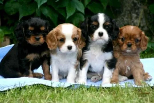 Cavalier King Charles Szczenięta dostępne do Twojej opieki., , Toruń