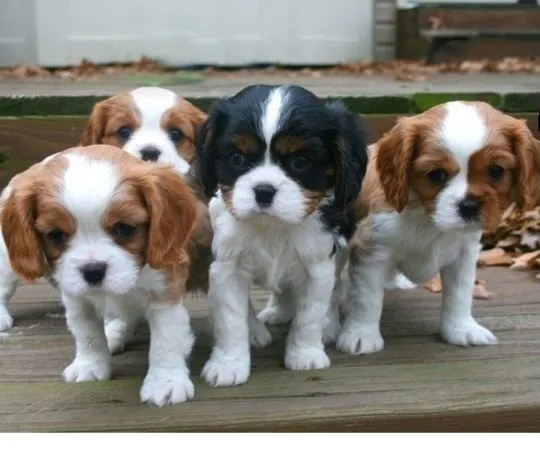 Cavalier King Charles Szczenięta dostępne do Twojej opieki., , Toruń