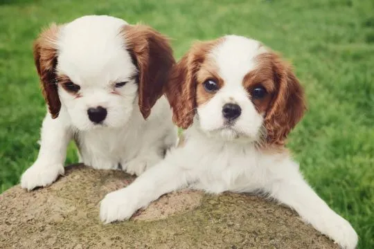 Cavalier King Charles Szczenięta dostępne do Twojej opieki., , Toruń