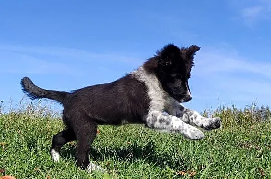 Suczka BORDER COLLIE z pełną dok. - przebadani rodzice z super pochodzeniem