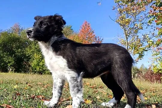 Suczka BORDER COLLIE z pełną dok. - przebadani rodzice z super pochodzeniem, Podkarpackie, Iwonicz