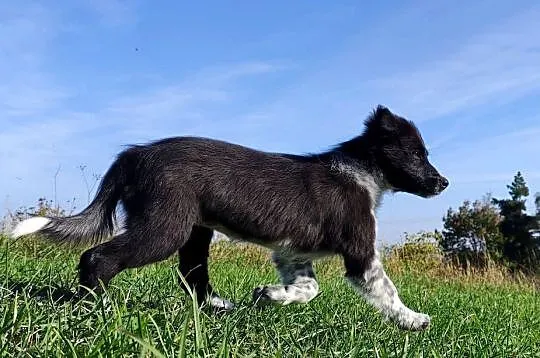 Suczka BORDER COLLIE z pełną dok. - przebadani rodzice z super pochodzeniem, Podkarpackie, Iwonicz
