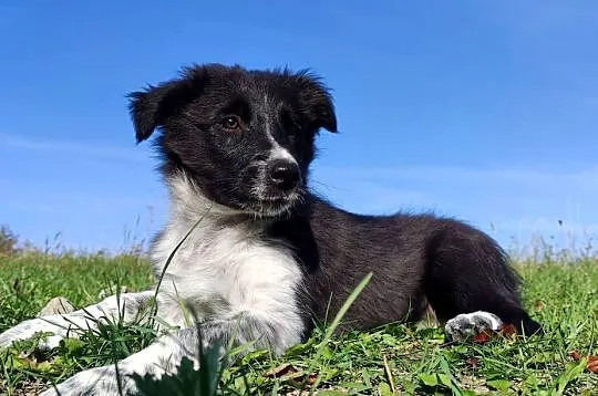 Suczka BORDER COLLIE z pełną dok. - przebadani rodzice z super pochodzeniem, Podkarpackie, Iwonicz