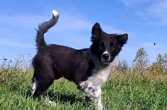Suczka BORDER COLLIE z pełną dok. - przebadani rodzice z super pochodzeniem, Podkarpackie, Iwonicz