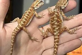 Agamy brodate