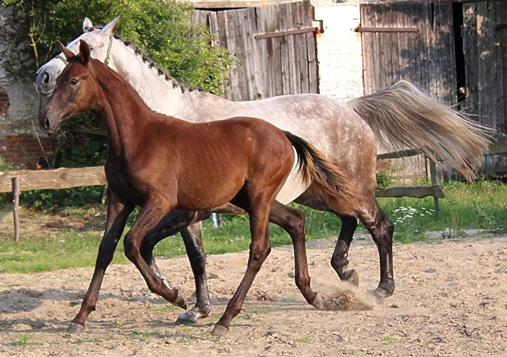 Źrebię po Uccello KWPN, , Kaźmierz