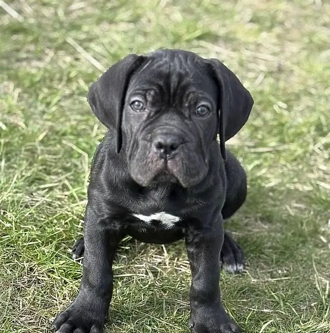 Cane Corso - piękna, czarna suczka ZKwP/FCI, Pomorskie, Gdańsk
