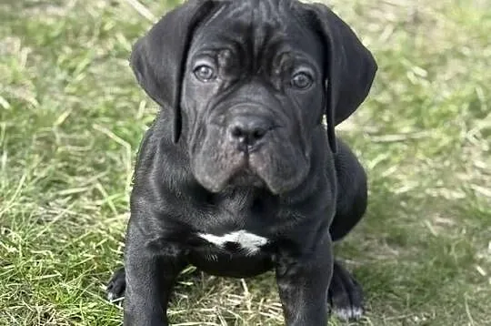 Cane Corso - piękna, czarna suczka ZKwP/FCI, Pomorskie, Gdańsk