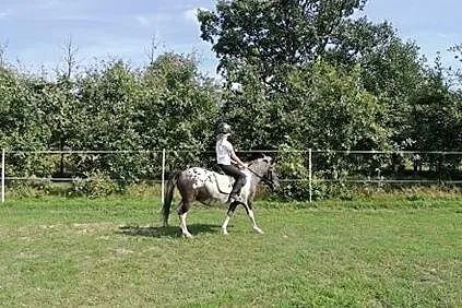 Kropelka do dzierżawy !, , Sowia