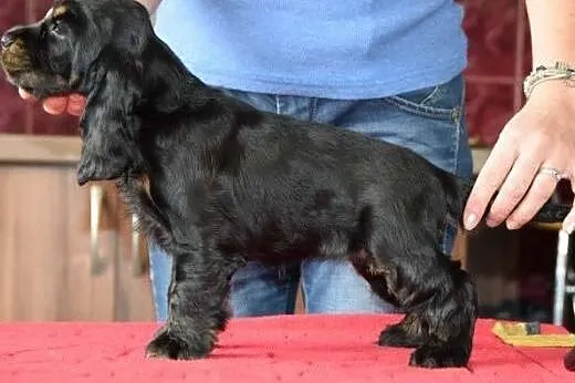 Cocker Spaniel angielski - suczka czarna-podpalana