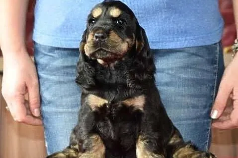 Cocker Spaniel angielski - suczka czarna-podpalana