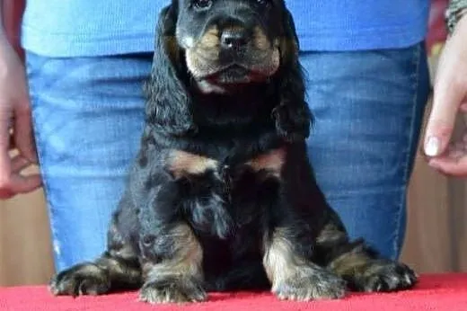 Cocker Spaniel angielski - suczka czarna-podpalana