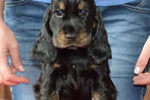 Cocker Spaniel angielski - suczka czarna-podpalana