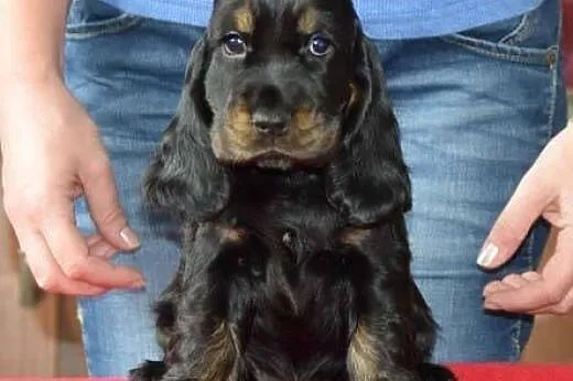 Cocker Spaniel angielski - suczka czarna-podpalana