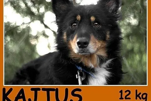 Średni 12 kg, 5 lat, przytulaśny, łagodny piesek KAJTUŚ.Adopcja,  małopolskie Kraków