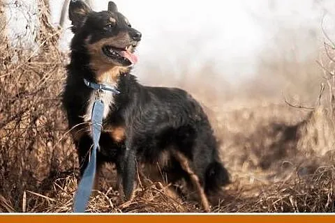 Średni 12 kg, 5 lat, przytulaśny, łagodny piesek K