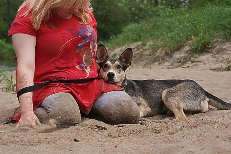 Poker, młody psiak HUSKY mix szuka domu!