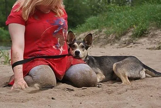 Poker, młody psiak HUSKY mix szuka domu!