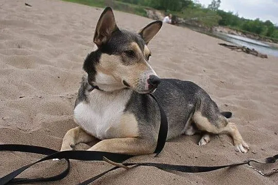 Poker, młody psiak HUSKY mix szuka domu!