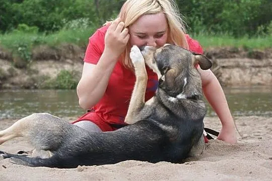 Poker, młody psiak HUSKY mix szuka domu!
