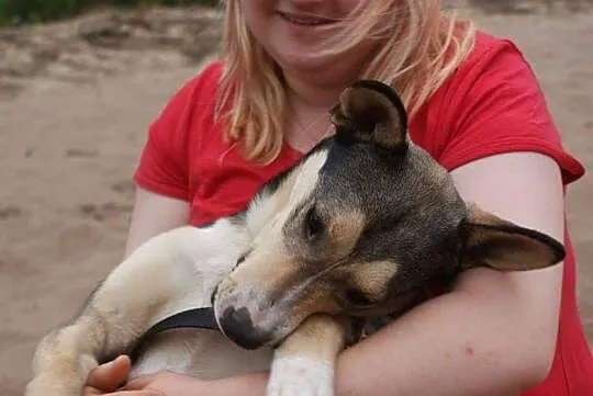 Poker, młody psiak HUSKY mix szuka domu!