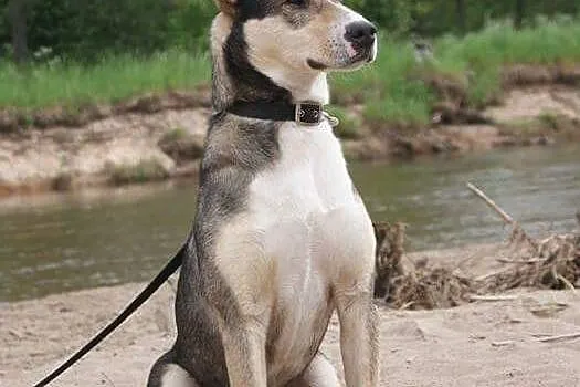 Poker, młody psiak HUSKY mix szuka domu!