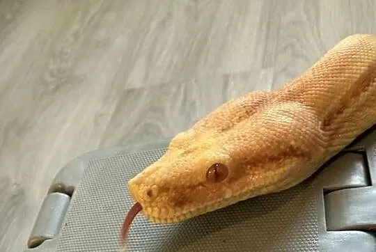 Boa Imperator Sunglow Kahl